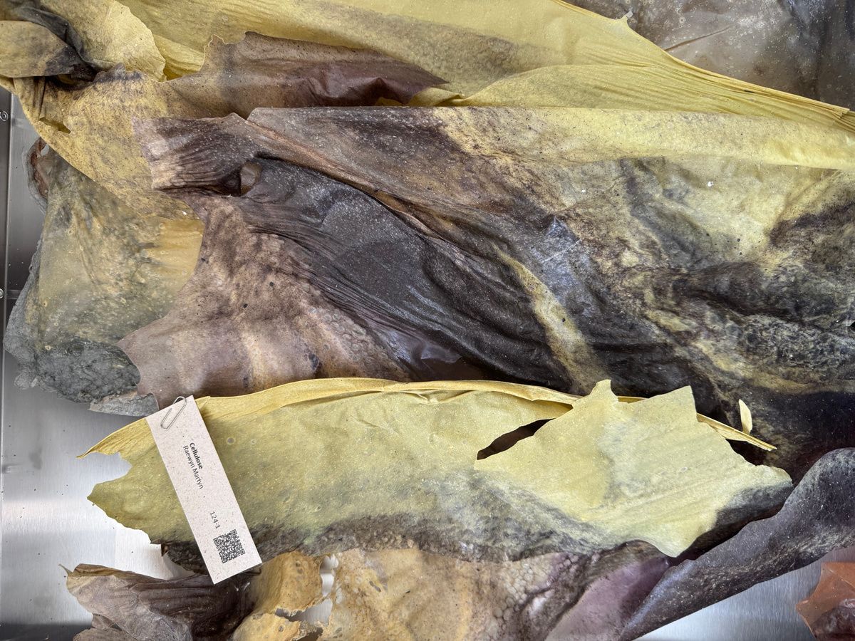 Field Trip to the Jan Van Eyck Academie